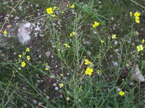 Plancia ëd Diplotaxis tenuifolia (L.) DC.