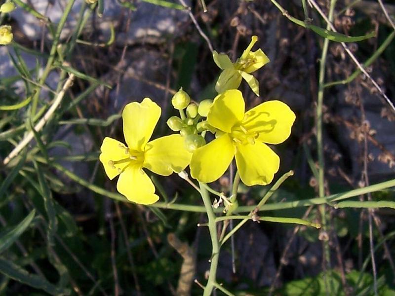 Plancia ëd Diplotaxis tenuifolia (L.) DC.