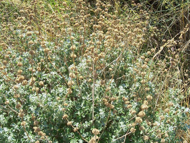 Image of horehound