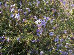 Image of Plumbago europaea L.