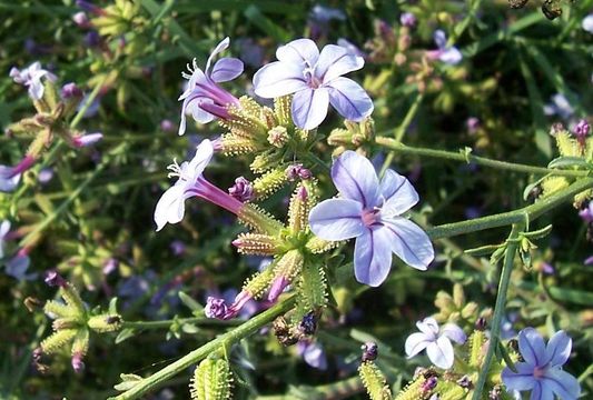 Image of Plumbago europaea L.