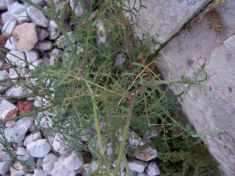 Image of slender sowthistle