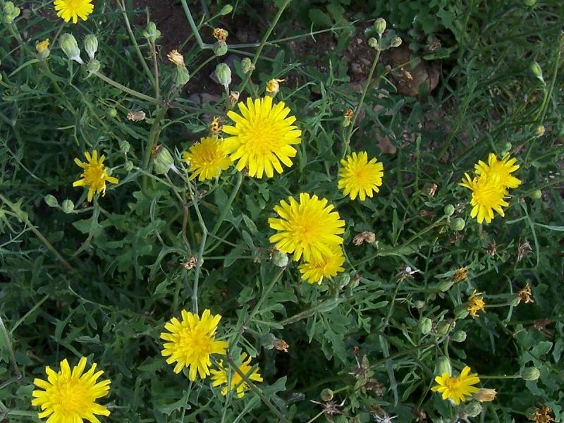 Image of slender sowthistle