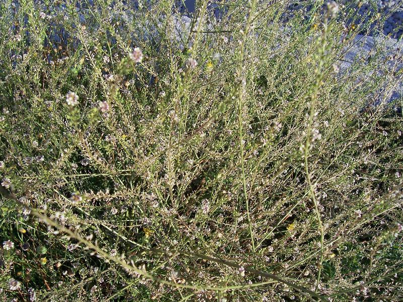 Image of grassleaf pepperweed