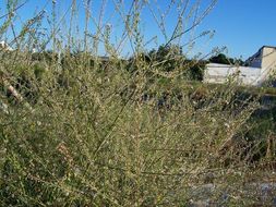 Image of grassleaf pepperweed