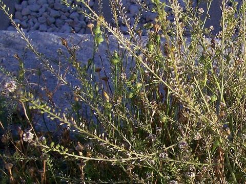 Image of grassleaf pepperweed