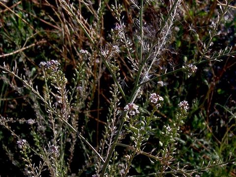 Image of grassleaf pepperweed