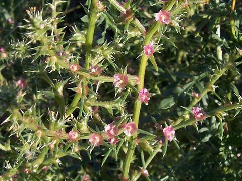 Image of Russian-thistle