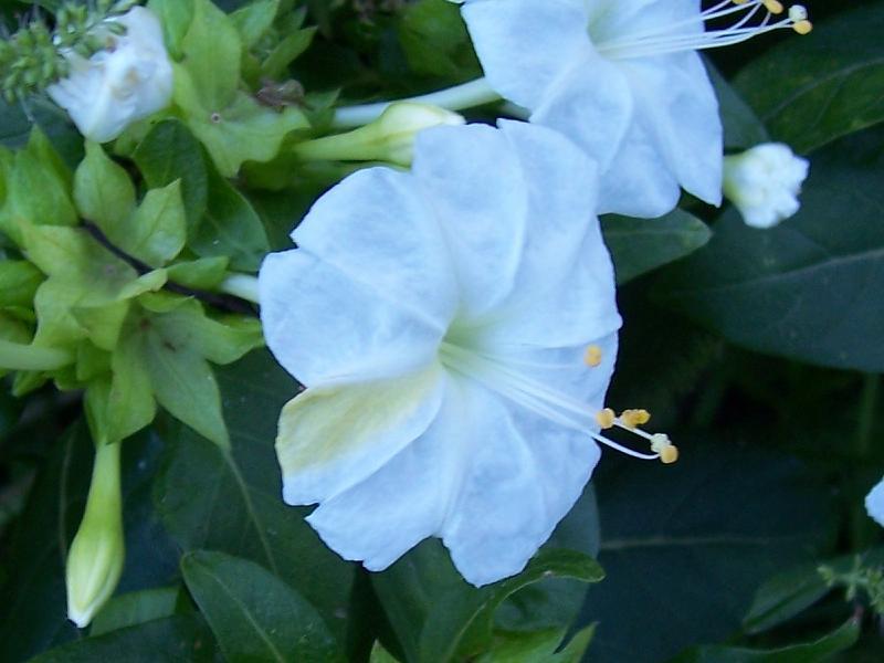 Image of Four o'Clock flower