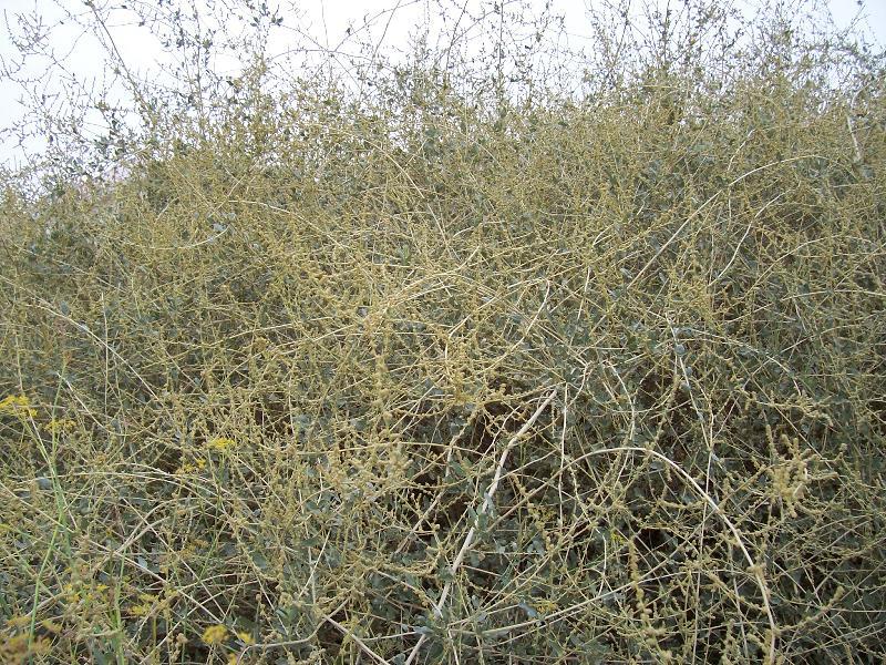 Image of saltbush