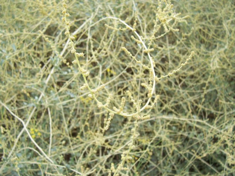 Image of saltbush