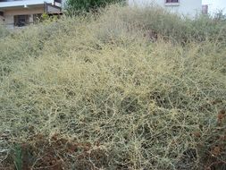 Image of saltbush