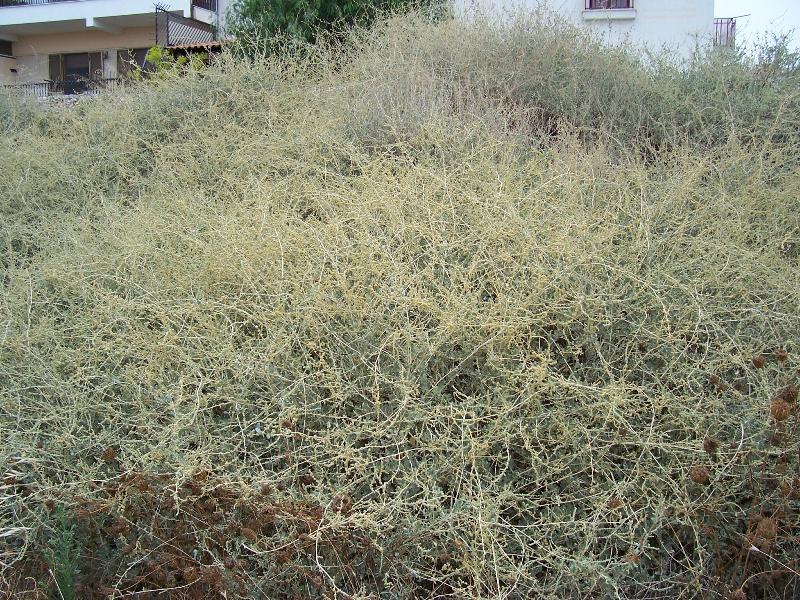 Image of saltbush