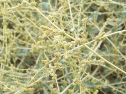 Image of saltbush