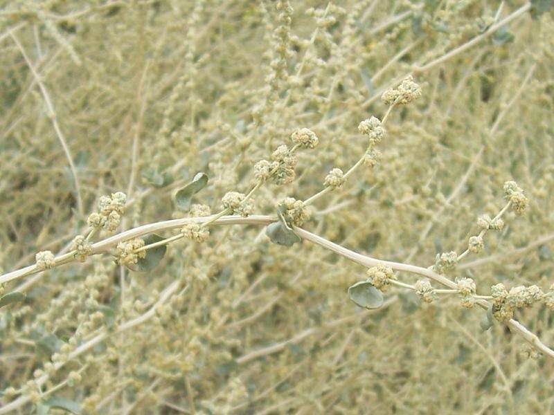 Image of saltbush