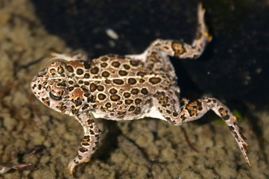 Image of Yosemite Park Toad