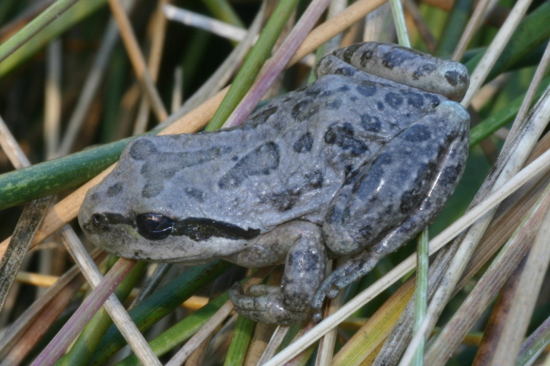 Image of Northern Pacific Treefrog