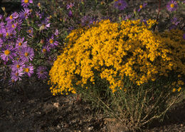 Image of broom snakeweed