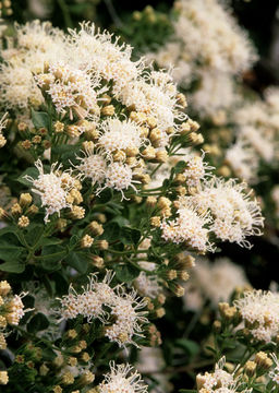 Sivun Ageratina wrightii (A. Gray) R. King & H. Rob. kuva