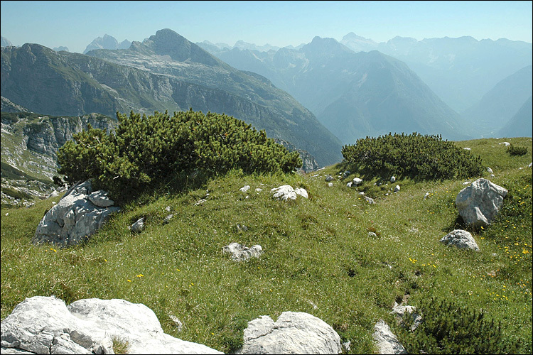 Image of Mountain Pine