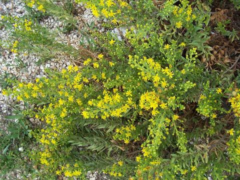 Image of Strong-smelling Inula