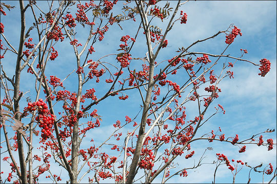 Image of <i>Sorbus <i>aucuparia</i></i> ssp. aucuparia