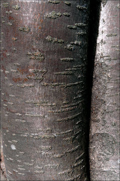 Image of <i>Sorbus <i>aucuparia</i></i> aucuparia