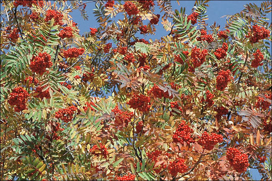 Image of <i>Sorbus <i>aucuparia</i></i> aucuparia