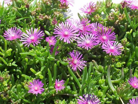 Image of Delosperma cooperi (Hook. fil.) L. Bol.