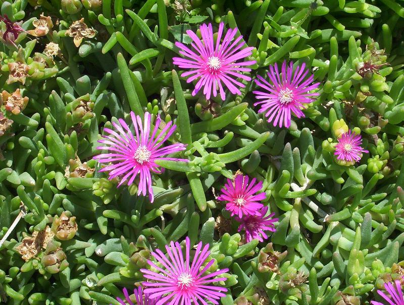 Image of Delosperma cooperi (Hook. fil.) L. Bol.