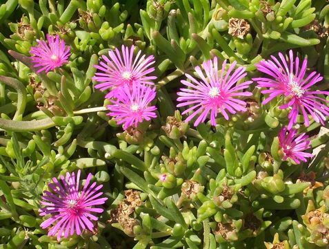 Image of Delosperma cooperi (Hook. fil.) L. Bol.