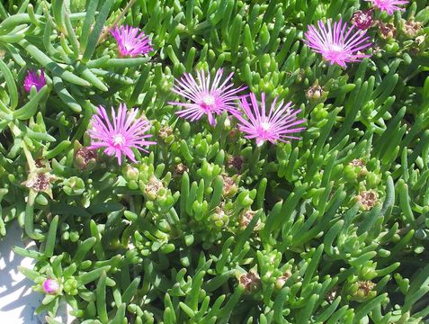 Imagem de Delosperma cooperi (Hook. fil.) L. Bol.