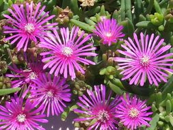 Image of Delosperma cooperi (Hook. fil.) L. Bol.