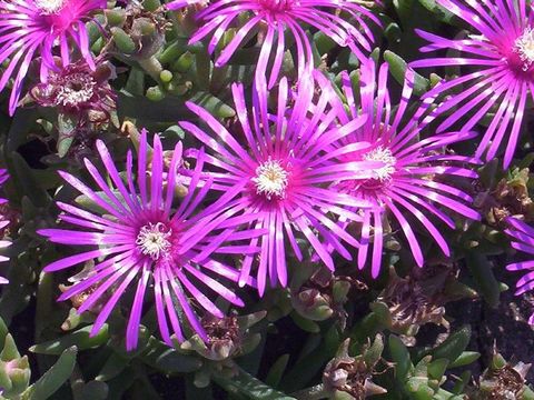 Imagem de Delosperma cooperi (Hook. fil.) L. Bol.