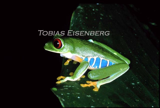 Image of Red-eyed Leaf frog