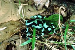 Plancia ëd Dendrobates auratus (Girard 1855)