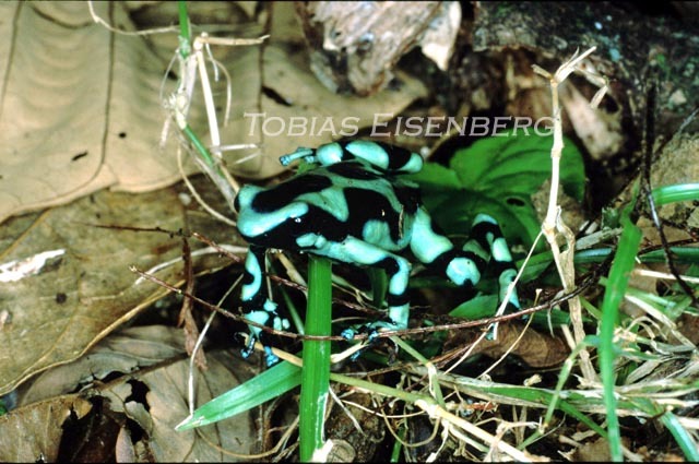 Plancia ëd Dendrobates auratus (Girard 1855)