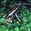 Image of Lovely Poison Frog