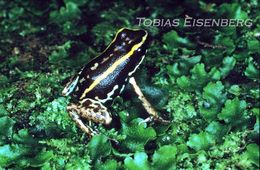 Image of Lovely Poison Frog