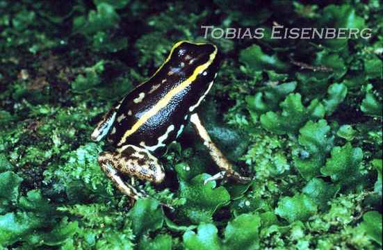 Plancia ëd Phyllobates lugubris (Schmidt 1857)