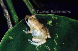 Image of Caretta Robber Frog