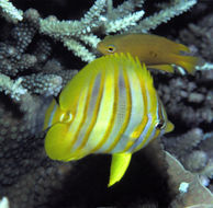 Image of Rainford's Butterflyfish