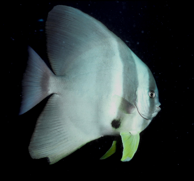 Image of Longfin batfish