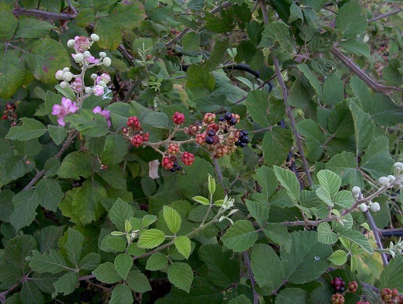 Image of elmleaf blackberry