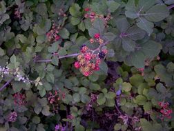 Image of elmleaf blackberry