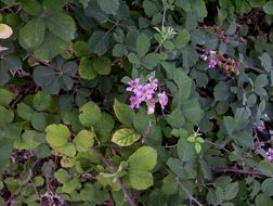 Imagem de Rubus ulmifolius Schott