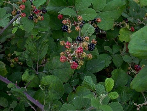 Image of elmleaf blackberry