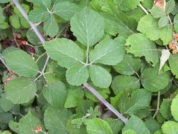 Image of elmleaf blackberry