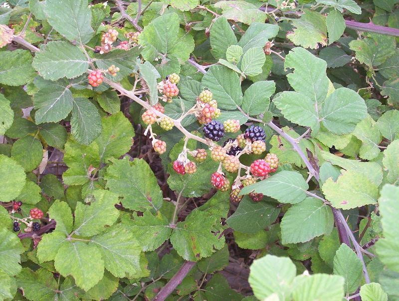 Image of elmleaf blackberry