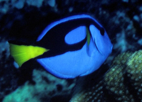 Image of Blue Surgeonfish